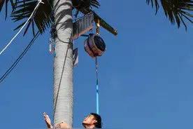 追光丨听说爬椰树也算体育比赛了？图片