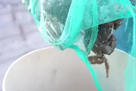 湖南云溪：白泥湖螃蟹迎丰收图片
