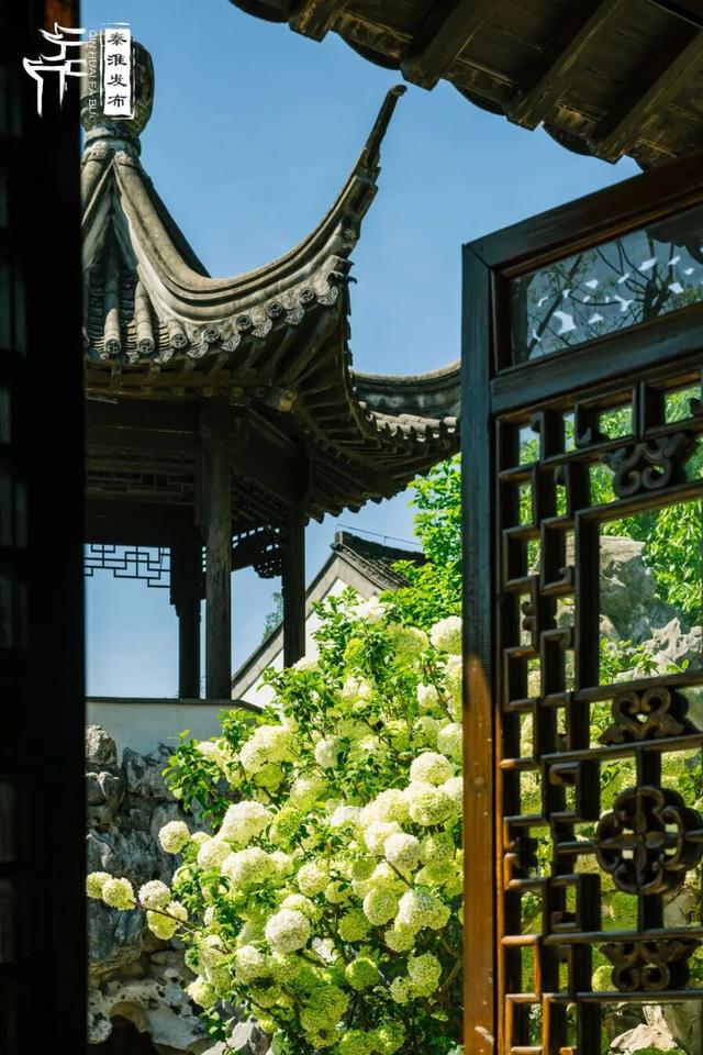 花样秦淮｜绣球花开