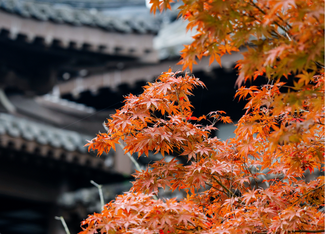 绝美！成都红枫进入最佳观赏期！线路来啦