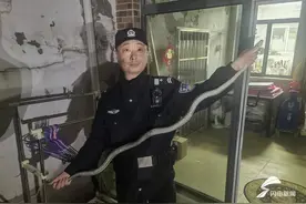 蛇出没！青岛民警徒手抓蛇解民忧！图片
