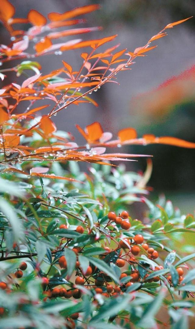 秋染长安色斑斓　霜落成诗醉流年