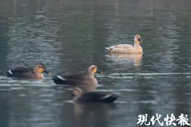罕见白化斑嘴鸭现身连云港月牙岛：得了“白化病”图片