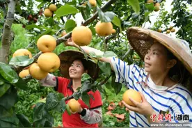 湖南城步高山秋月梨甜蜜上市图片