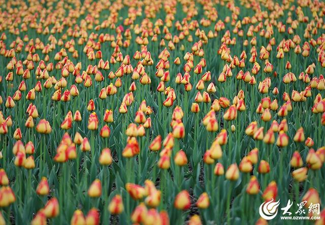 春日赴约！滨州秦皇河郁金香盛放 绘就城市浪漫花海盛景