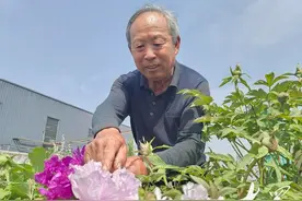 每粒“牡丹芯片”可繁育1200株种苗！七旬老花匠用一粒种子改变一个产业图片