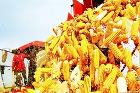 沃野尽飘香 大国粮满仓——我国粮食安全保障能力持续提升图片