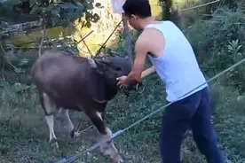 被宠得像500斤的宝宝！重庆小伙养水牛当宠物：取名“奶糖”，还会带它做黄泥SPA图片