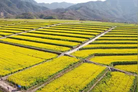 浙江金华：兰溪市西塘下村梯田油菜花盛放绘就乡村共富新画卷图片