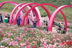 百年矿山变“花海”图片