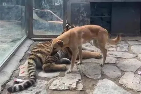 动物园回应“虎朋狗友”同处一室：一起长大的朋友，以后会分开图片