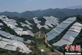 浙江兰溪：数字赋能助力传统杨梅产业转型图片