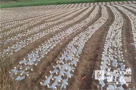 禄劝县马鹿塘乡中药材种植破万亩图片