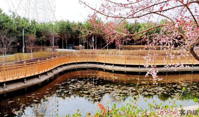 组图丨凉州植物园：春色满园关不住