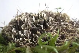 重1.55公斤！保山昌宁现巨型干巴菌→图片