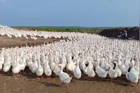 甘南县光辉村：首批大鹅出栏 喜获丰收图片