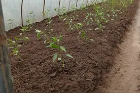 无辣不欢，我在家乡这片土地上播种辣椒图片