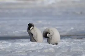 帝企鹅罕见现身澳大利亚海滩 距南极海岸约3500公里图片