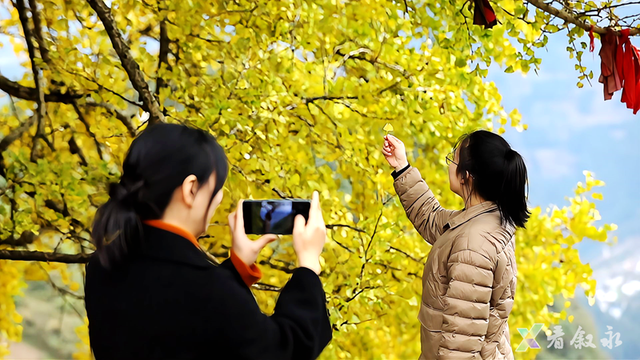 叙永“天府树王”迎最佳观赏期 游玩攻略请查收
