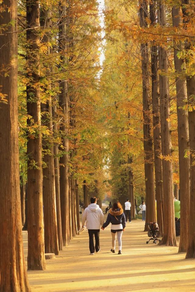 这片焦糖色的“童话森林”，美得藏不住了！