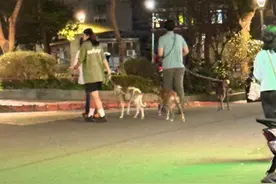 42岁彭于晏与女子街头遛狗被偶遇，新恋情曝光？经纪人回应图片