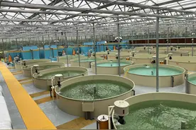 浙江衢州探索现代化渔业养殖新模式图片