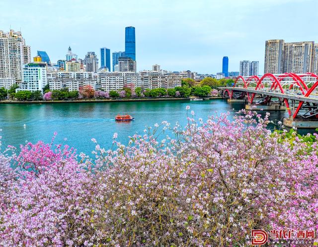 图集｜柳州：满城紫荆醉春风