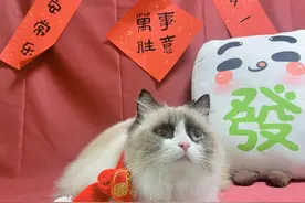 宠物也能“在家过年”！上门喂养服务火爆，一博主称10天收入近万元图片