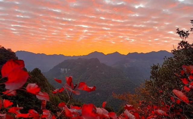 重庆秋色“天花板”火了！最快1小时飚拢！