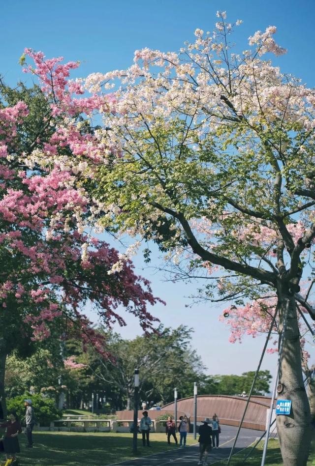 收藏这篇就够了！本地人私藏的广州逛吃指南