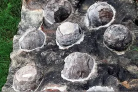 恐龙带娃比人类还卷？！来看看初代地球霸主的“育儿经”→图片