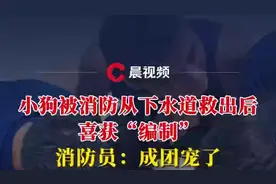 小狗被益阳消防从下水道救出后喜获“编制”，消防员：成团宠，不会训练成搜救犬图片