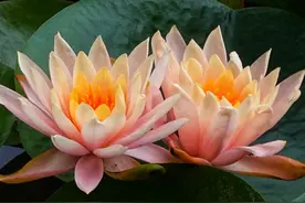 “小鹿公园”爆火网络！可爱的它原来是……图片