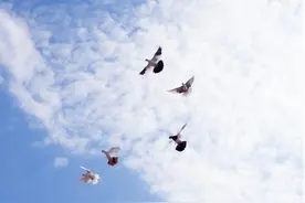 夺冠！这只伊犁翻翻鸽15分钟内翻了24周图片