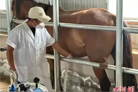 科尔沁草原小镇酸马奶飘香 小众饮品成“宝藏年货”图片