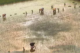 油稻轮作助增收图片