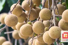 当龙眼“恋”上荔枝 自贡市首次试种嫁接“脆蜜龙眼”图片