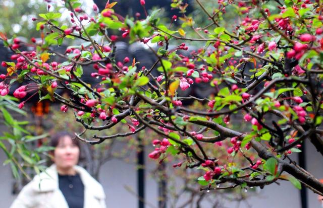 江苏苏州：海棠花开拙政园