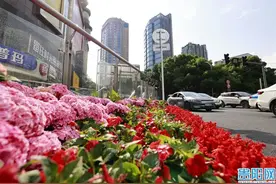 鲜花扮靓贵阳城 喜迎贵州民族团结大巡游图片