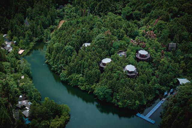 安徽休宁：“林下生金”绘就“绿富同兴”