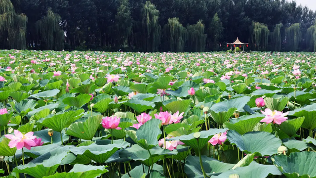 铁岭：一汪碧水“重生记”！“大莲花”荷香浮动迎客来