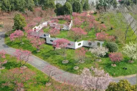 荆州浅山森林美术园：腊梅飘香 红梅争艳图片