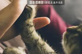 宠物沟通师，真的能“懂”宠物吗？图片