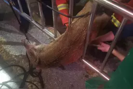 一头野猪闯入四川巴中城区，被道路中间隔离栏卡住！消防：将它控制后已放归大山图片