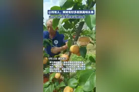 @所有人！武汉黄陂这里有好多新鲜美味的水果，快来采摘吧图片