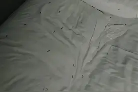 男子住宾馆半夜发现满床虫，老板：开店8年第一次遇到，已退房费图片