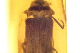 新发现！1亿年前琥珀里的萤火虫图片