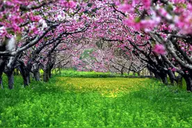 辽宁宽甸 鸭绿江畔小村落 桃花源里谱振兴图片