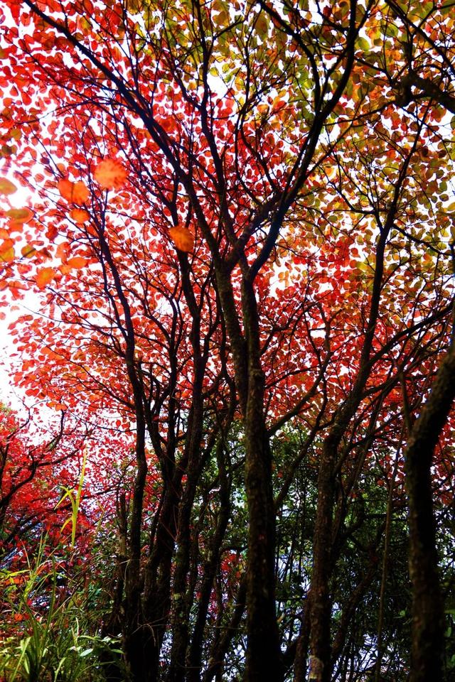 重庆秋色“天花板”火了！最快1小时飚拢！