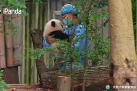 饲养员抱熊猫像哄小孩 网友：快给我也抱一下图片
